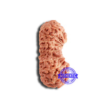 Load image into Gallery viewer, 18 Mukhi Gaurishankar Rudraksha from Indonesia - Bead No. 213
