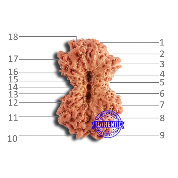 18 Mukhi Gaurishankar Rudraksha from Indonesia - Bead No. 215