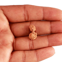 Load image into Gallery viewer, 18 Mukhi Gaurishankar Rudraksha from Indonesia - Bead No. 214
