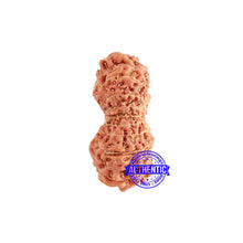 Load image into Gallery viewer, 18 Mukhi Gaurishankar Rudraksha from Indonesia - Bead No. 215

