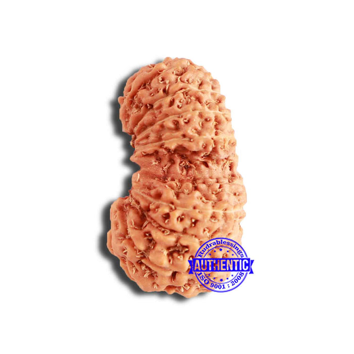 18 Mukhi Gaurishankar Rudraksha from Indonesia - Bead No. 214