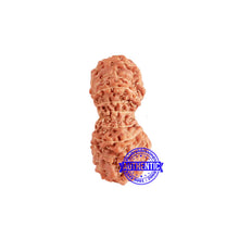 Load image into Gallery viewer, 18 Mukhi Gaurishankar Rudraksha from Indonesia - Bead No. 215
