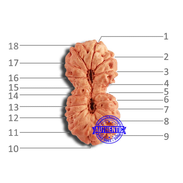 18 Mukhi Gaurishankar Rudraksha from Indonesian - Bead No. 217