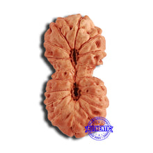 Load image into Gallery viewer, 18 Mukhi Gaurishankar Rudraksha from Indonesian - Bead No. 217
