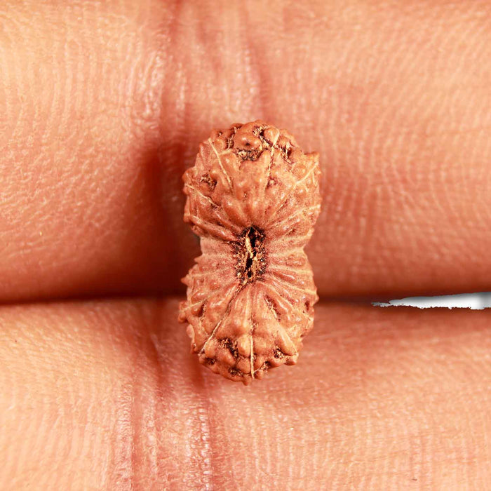 18 Mukhi Rudraksha from Indonesia - Bead No. 218