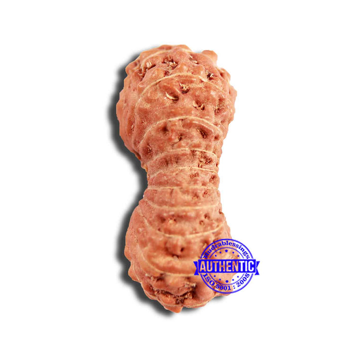 18 Mukhi Rudraksha from Indonesia - Bead No. 218