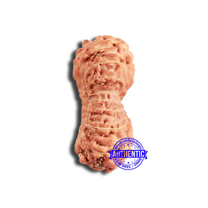 18 Mukhi Rudraksha from Indonesia - Bead No. 218