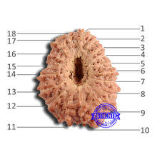 Load image into Gallery viewer, 18 Mukhi Rudraksha from Indonesia - Bead No. 220

