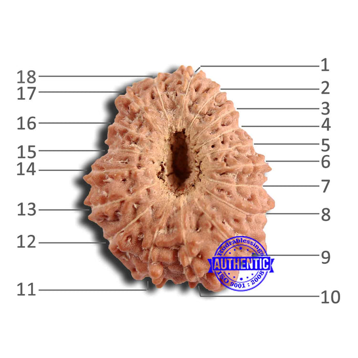 18 Mukhi Rudraksha from Indonesia - Bead No. 220