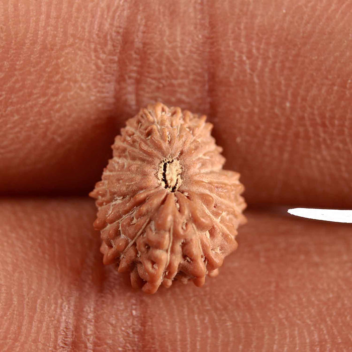 18 Mukhi Rudraksha from Indonesia - Bead No. 220