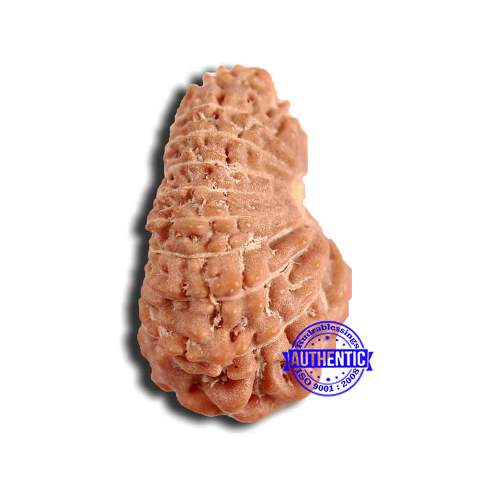 18 Mukhi Rudraksha from Indonesia - Bead No. 220