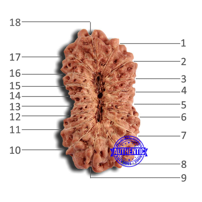 18 Mukhi Rudraksha from Indonesia - Bead No. 221