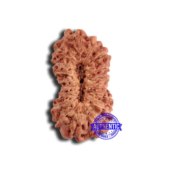 18 Mukhi Rudraksha from Indonesia - Bead No. 221