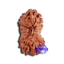 Load image into Gallery viewer, 18 Mukhi Rudraksha from Indonesia - Bead No. 221
