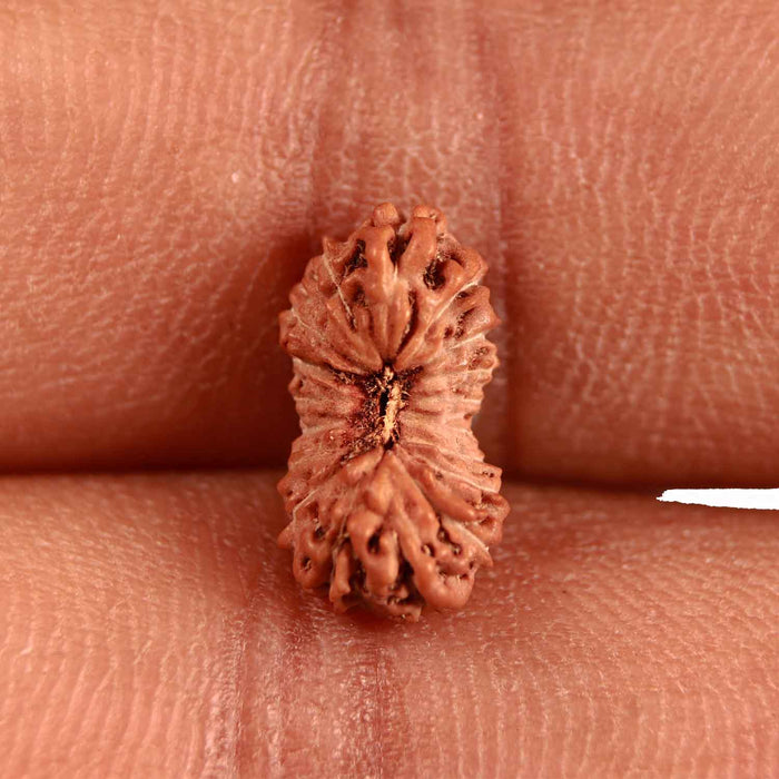 18 Mukhi Rudraksha from Indonesia - Bead No. 221