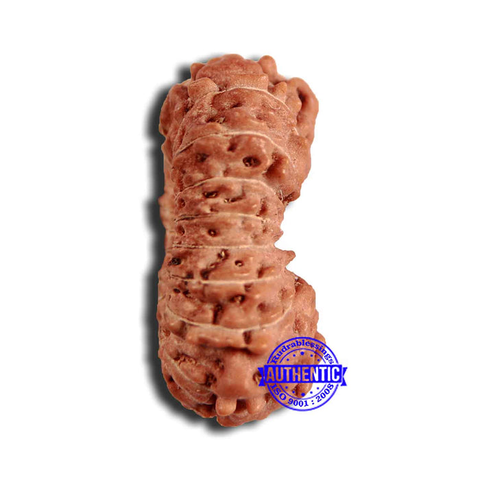 18 Mukhi Rudraksha from Indonesia - Bead No. 221