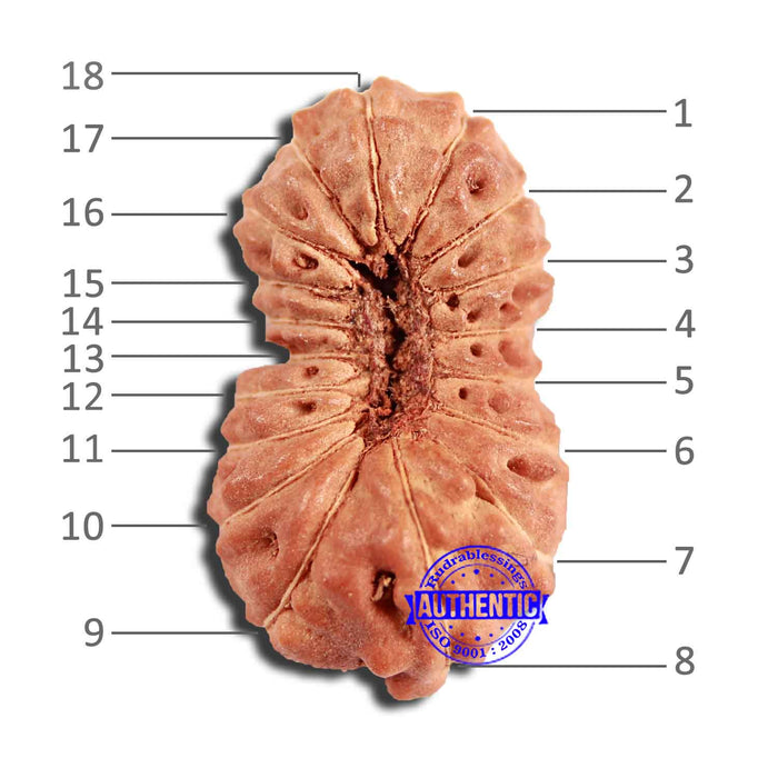 18 Mukhi Rudraksha from Indonesia - Bead No. 222
