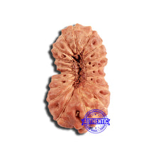 Load image into Gallery viewer, 18 Mukhi Rudraksha from Indonesia - Bead No. 222

