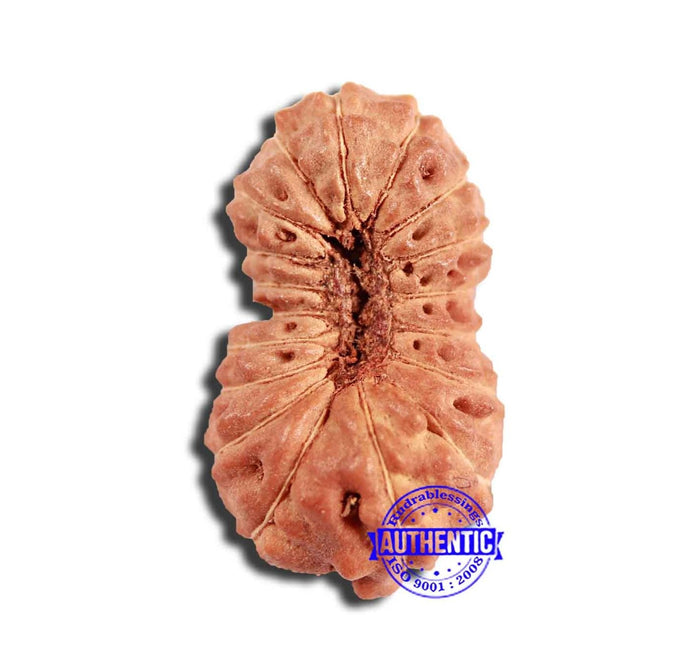 18 Mukhi Rudraksha from Indonesia - Bead No. 222