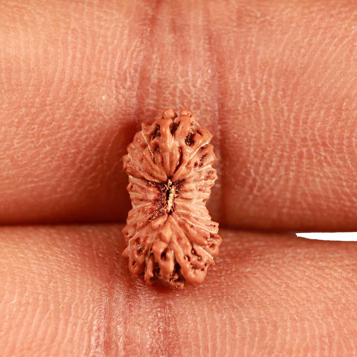 18 Mukhi Rudraksha from Indonesia - Bead No. 222