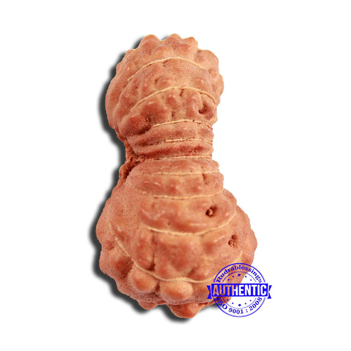 18 Mukhi Rudraksha from Indonesia - Bead No. 222