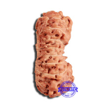Load image into Gallery viewer, 18 Mukhi Rudraksha from Indonesia - Bead No. 222
