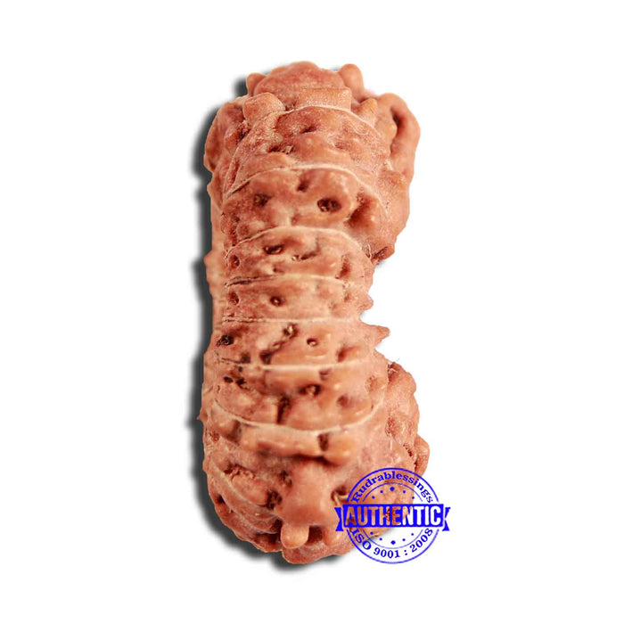 18 Mukhi Rudraksha from Indonesia - Bead No. 222