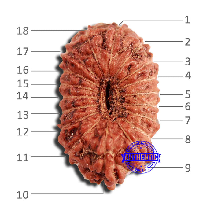 18 Mukhi Rudraksha from Indonesia - Bead No. 224