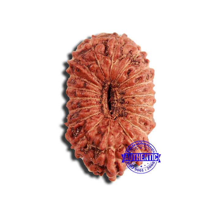 18 Mukhi Rudraksha from Indonesia - Bead No. 224
