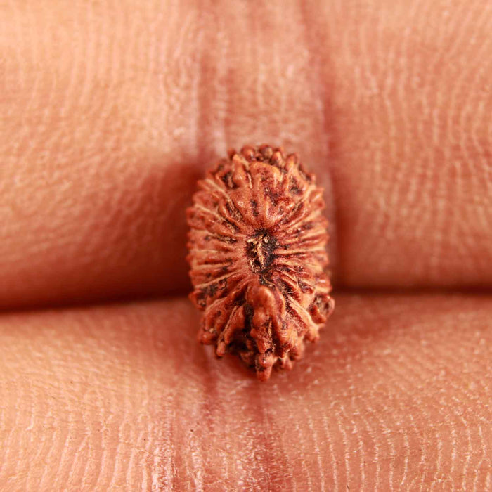 18 Mukhi Rudraksha from Indonesia - Bead No. 224