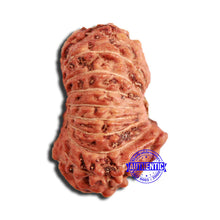 Load image into Gallery viewer, 18 Mukhi Rudraksha from Indonesia - Bead No. 224
