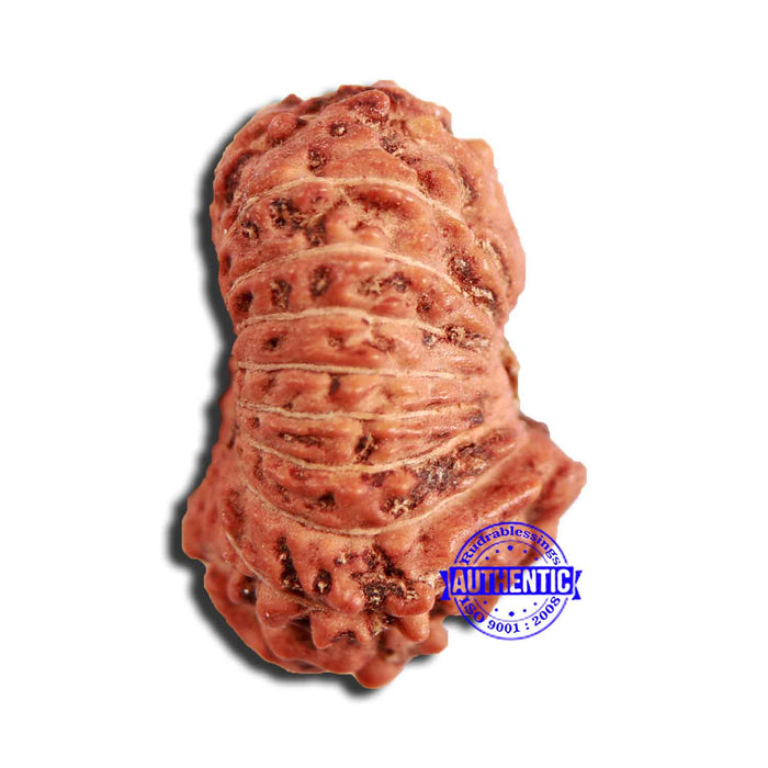 18 Mukhi Rudraksha from Indonesia - Bead No. 224