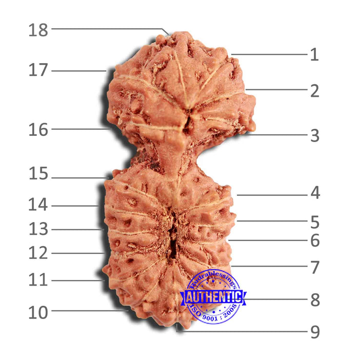 18 Mukhi Rudraksha from Indonesia - Bead No. 225