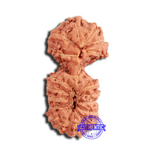 Load image into Gallery viewer, 18 Mukhi Rudraksha from Indonesia - Bead No. 225
