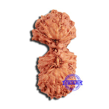 Load image into Gallery viewer, 18 Mukhi Rudraksha from Indonesia - Bead No. 225
