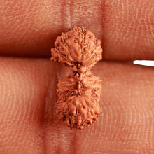 Load image into Gallery viewer, 18 Mukhi Rudraksha from Indonesia - Bead No. 225
