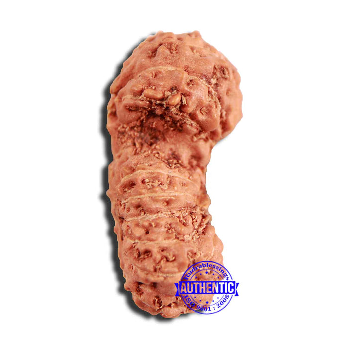 18 Mukhi Rudraksha from Indonesia - Bead No. 225