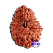 Load image into Gallery viewer, 18 Mukhi Rudraksha from Indonesia - Bead No. 227
