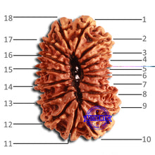 Load image into Gallery viewer, 18 Mukhi Rudraksha from Nepal - Bead No. 59
