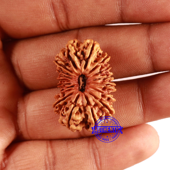 18 Mukhi Rudraksha from Nepal - Bead No. 59