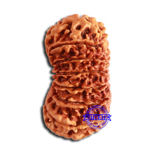 Load image into Gallery viewer, 18 Mukhi Rudraksha from Nepal - Bead No. 59

