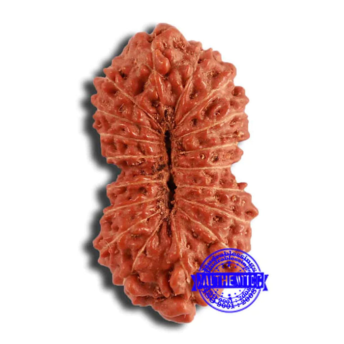 18 Mukhi Rudraksha from Indonesia - Bead No. 203