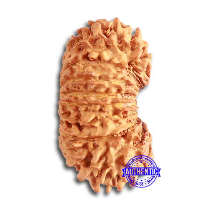 18 Mukhi Rudraksha from Nepal - Bead No. 58