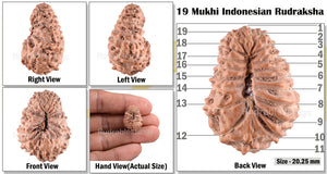 19 Mukhi Indonesian Rudraksha - Bead 43