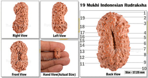 19 Mukhi Indonesian Rudraksha - Bead 49