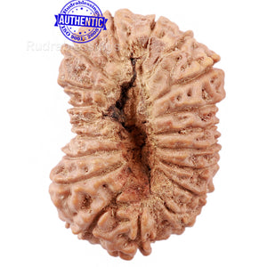 19 Mukhi Indonesian Rudraksha - Bead 79