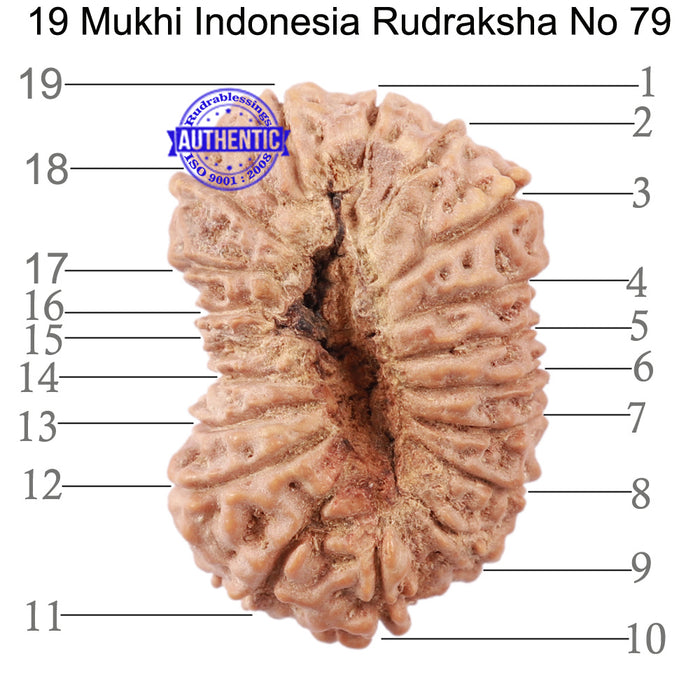 19 Mukhi Indonesian Rudraksha - Bead 79