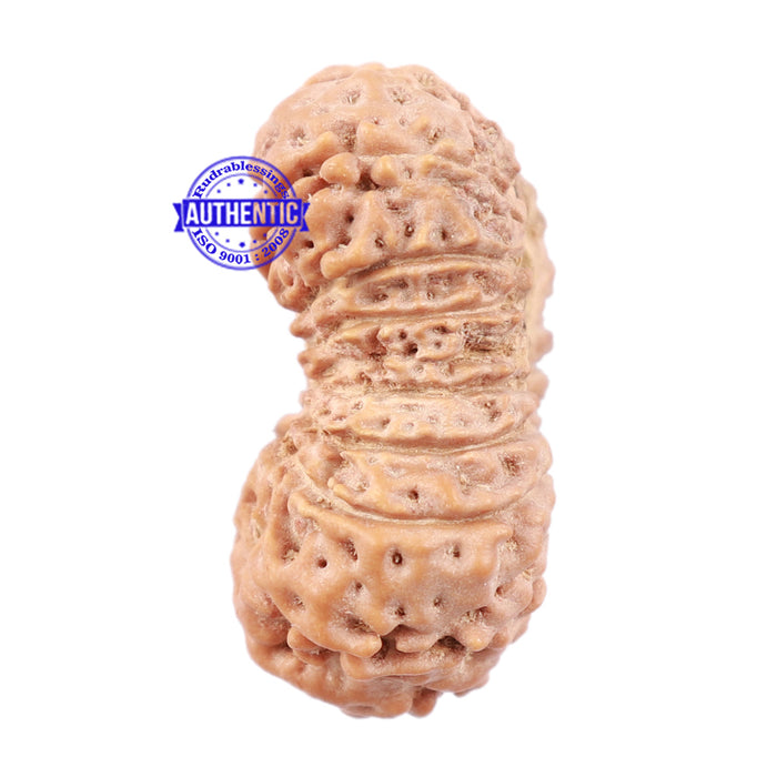 19 Mukhi Indonesian Rudraksha - Bead 79