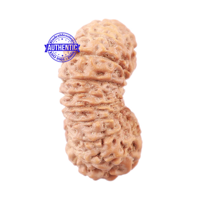 19 Mukhi Indonesian Rudraksha - Bead 79