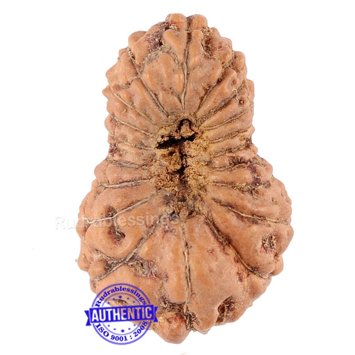 19 Mukhi Indonesian Rudraksha - Bead 55